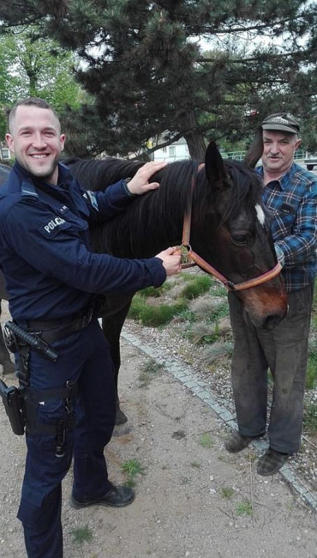 Policjanci ujarzmili biegającego po terenie miasta konia